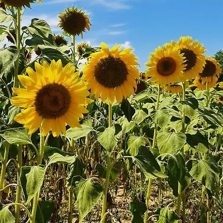 Nonno Pio Çiftlik konaklama *